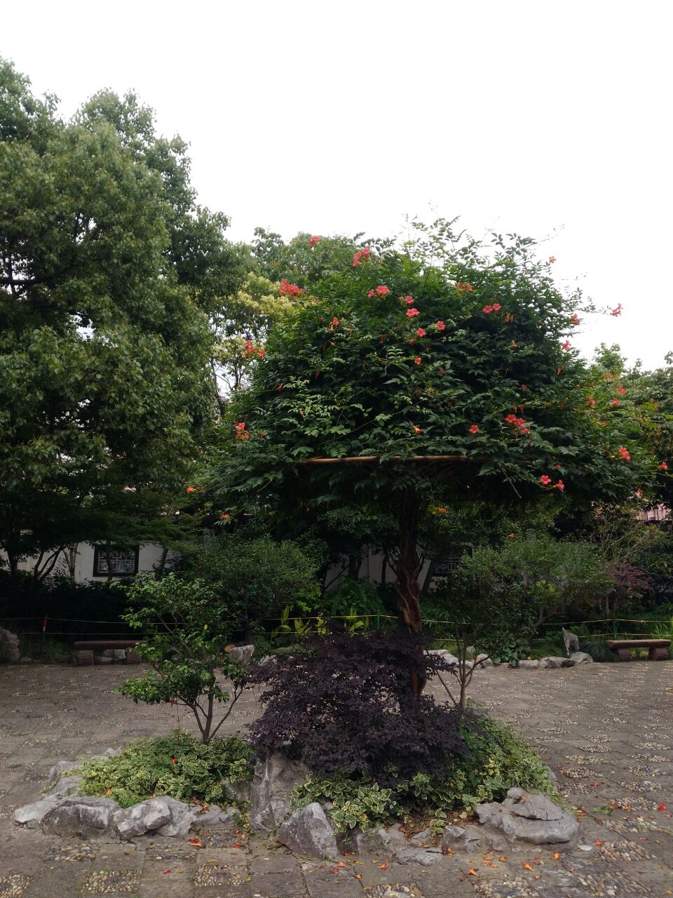 上海庭院适宜种植的花卉与树木指南