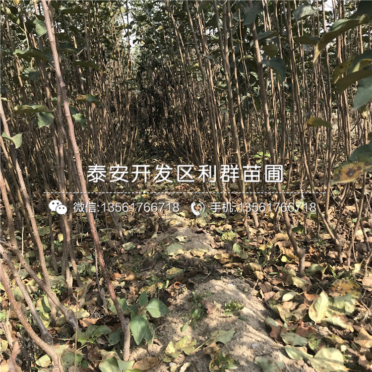 上海树苗市场，生态繁荣与商业机遇的交汇点