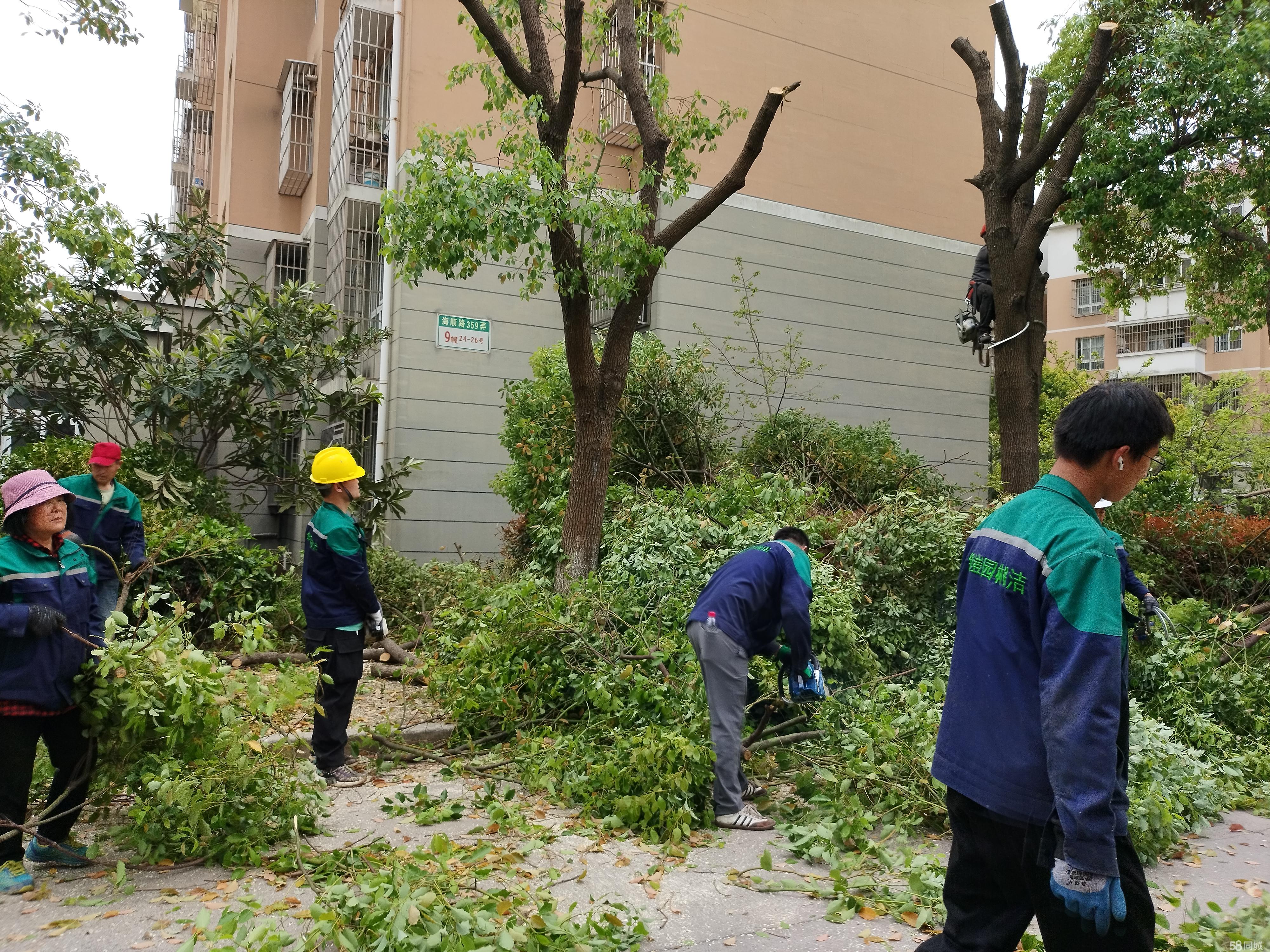 上海专业绿化树木修剪单位，塑造城市绿色形象专家