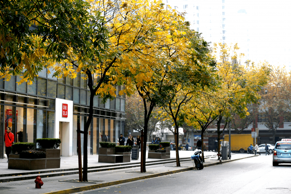 上海绿化树种大揭秘，繁华都市中的绿意盎然