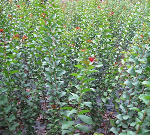 上海绿植种植基地批发，生态繁荣与商业机遇的交汇点