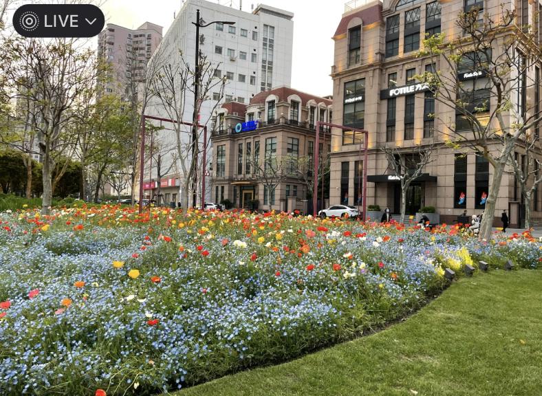 上海繁华都市中的绿色魅力，探寻城市绿化之美