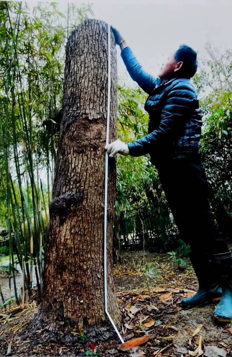 上海市民传承绿色文明，香樟树的精心修剪实践