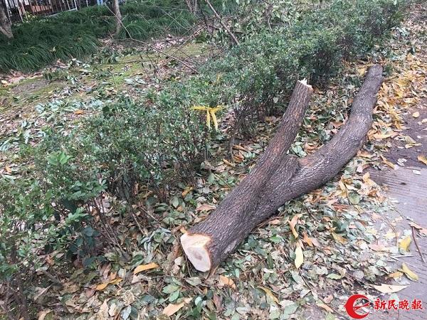 上海市香樟树修剪方法与注意事项指南