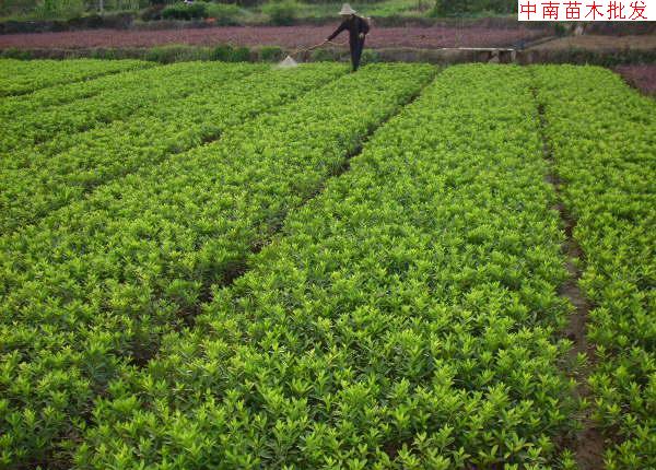 杜鹃苗木市场趋势分析，批发价格与影响因素探讨