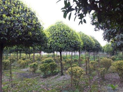 园林绿化苗木批发基地，生态产业繁荣的关键节点