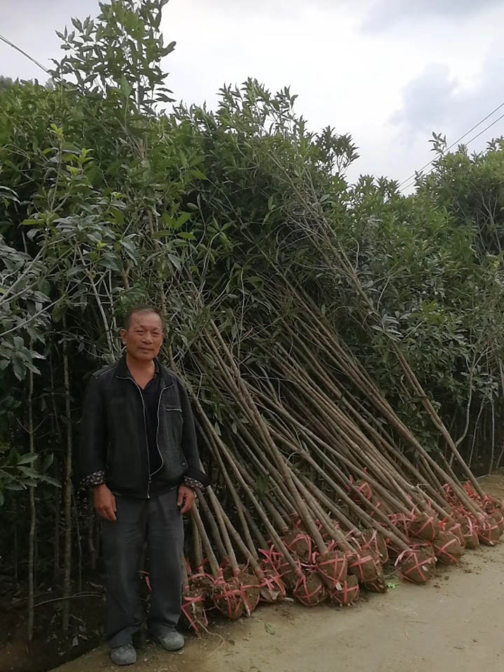 苗木批发图片，绿色产业中的商机与艺术探寻