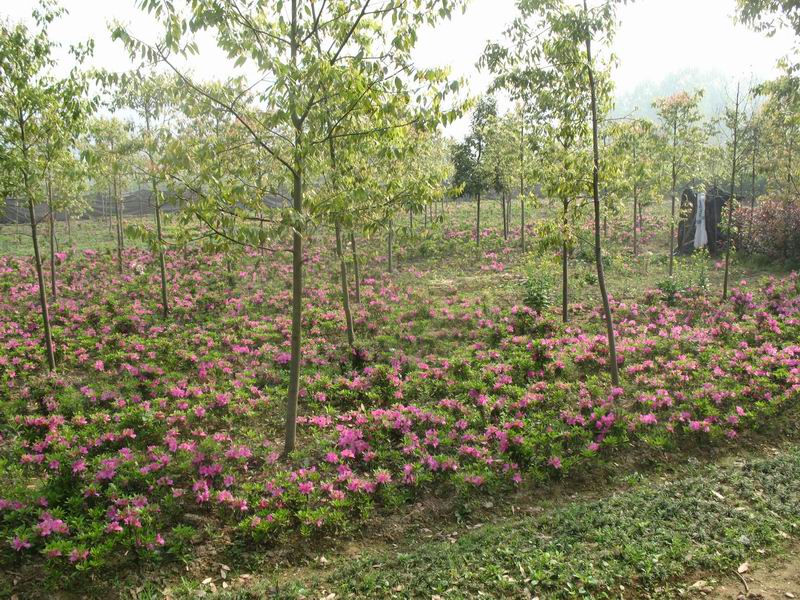 杜鹃苗木基地，培育绿色引擎，繁荣生态与和谐共生