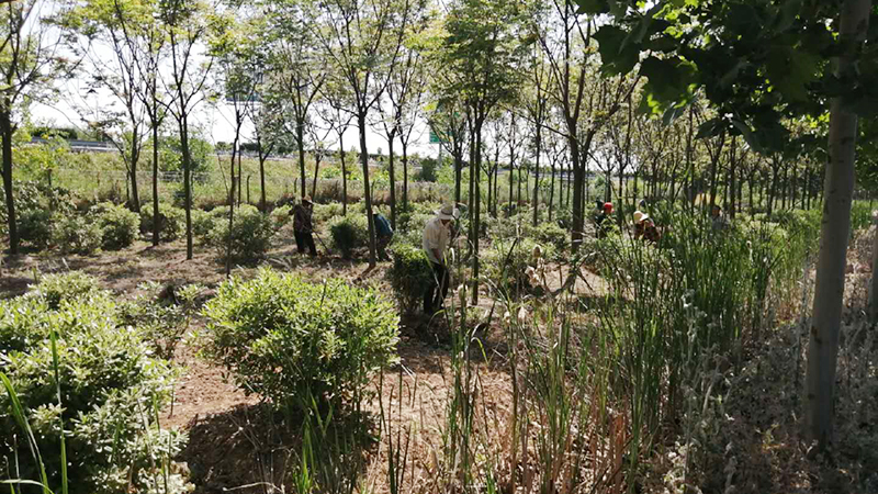 北京最大苗圃基地，绿色生态的起点