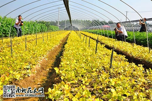 萨拉齐最大苗圃品牌，绿色繁荣典范