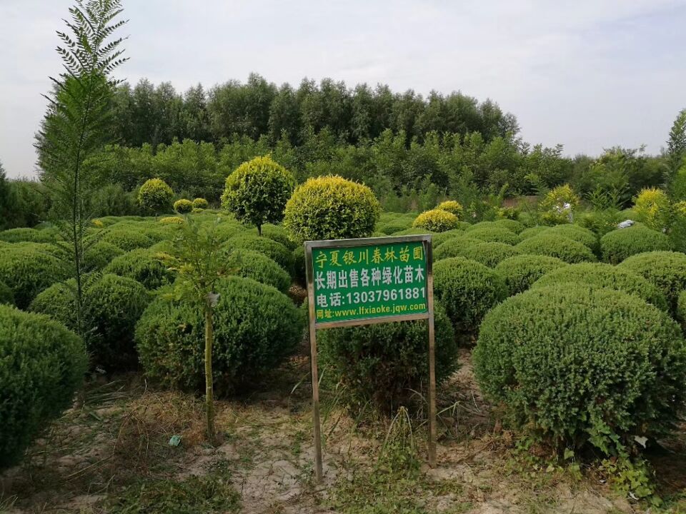 萨拉齐附近苗圃全景探秘