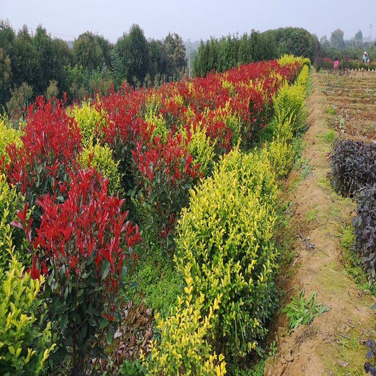 陕西周至苗木基地，绿色发展的先锋典范