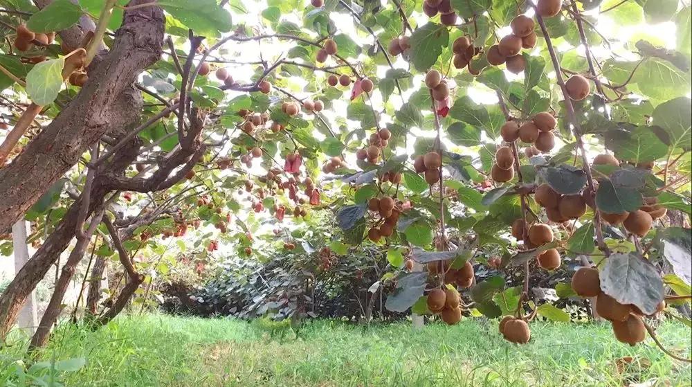 周至花卉市场地址，花卉爱好者的梦幻乐园