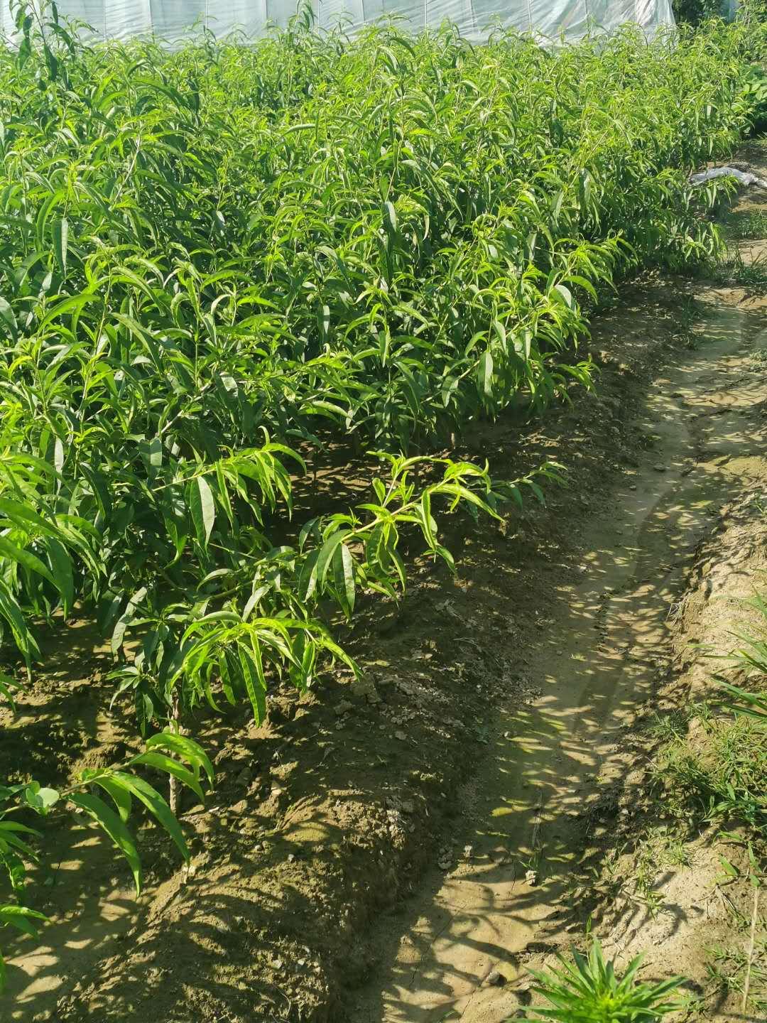 浙江苗木基地数量与分布研究，探寻地理坐标上的苗木基地密集区