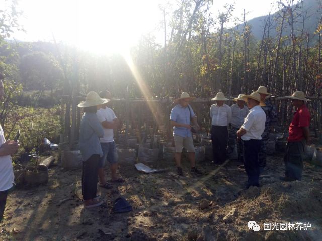 大树移栽技术要点详解