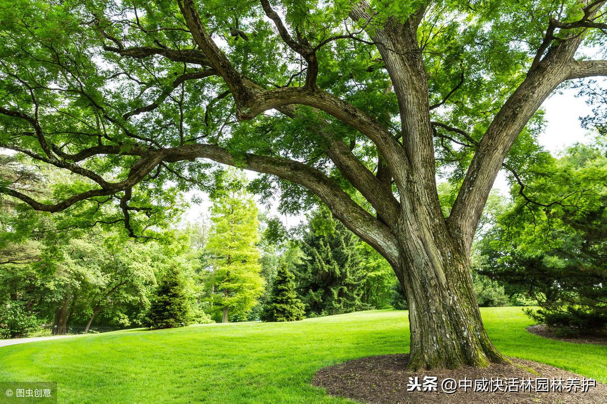 大树移植技术要点解析