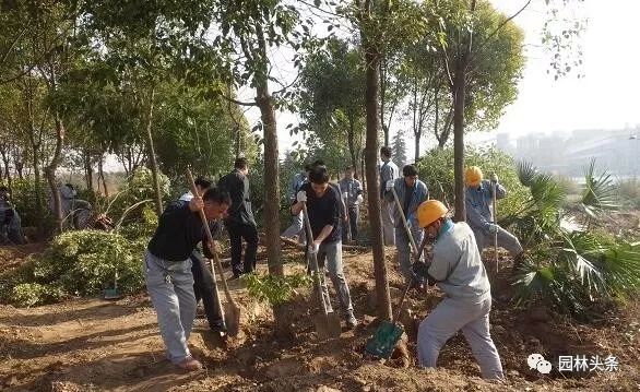 大树移栽的步骤与要点解析