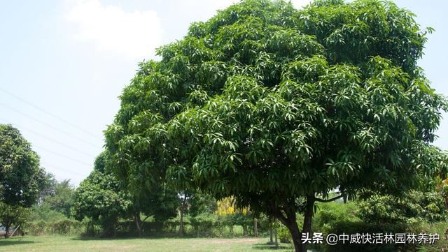 大树移栽技巧，理论与实践的综合指南