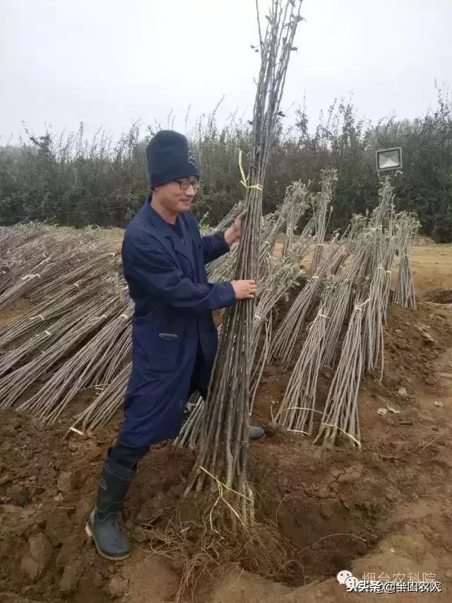 大树移栽全过程及注意事项，详细视频教程解读