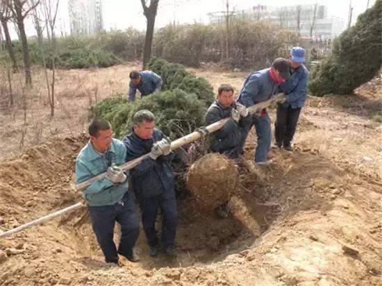 大树移栽的过程及注意事项详解