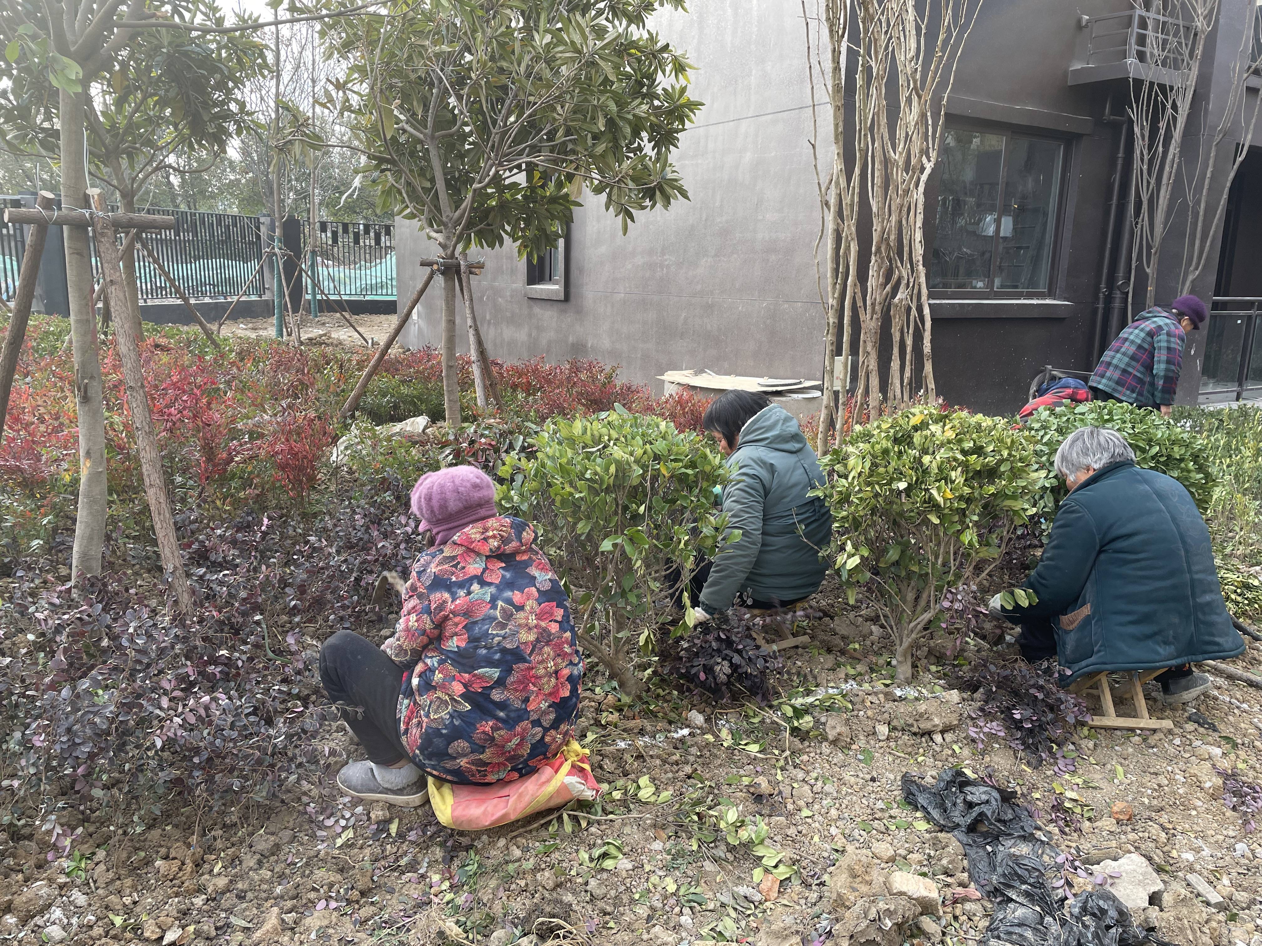 小区绿化苗木栽植技术与实践探讨