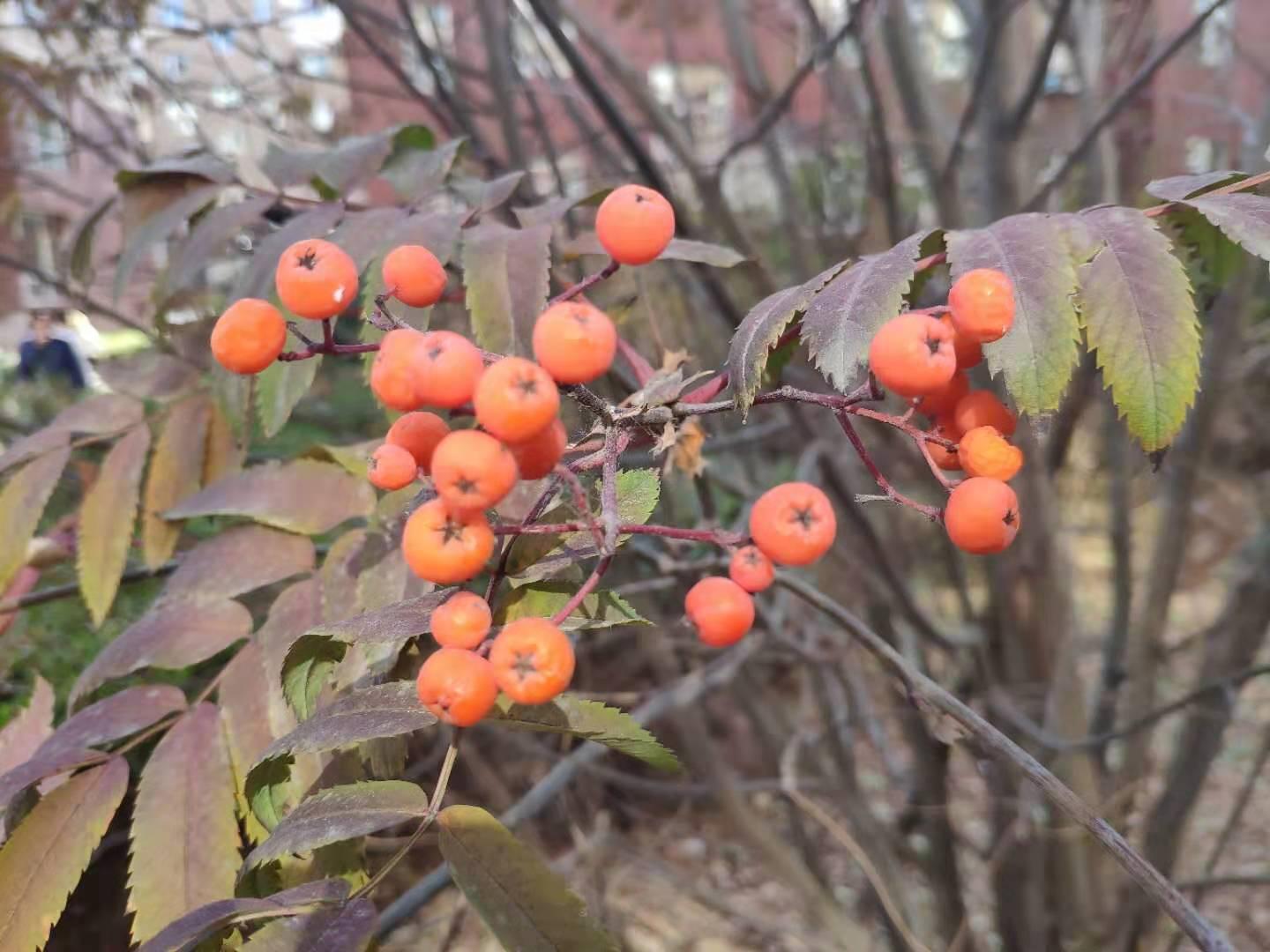 小区常见树木与绿色生活之美，树木图片及生活细节展示