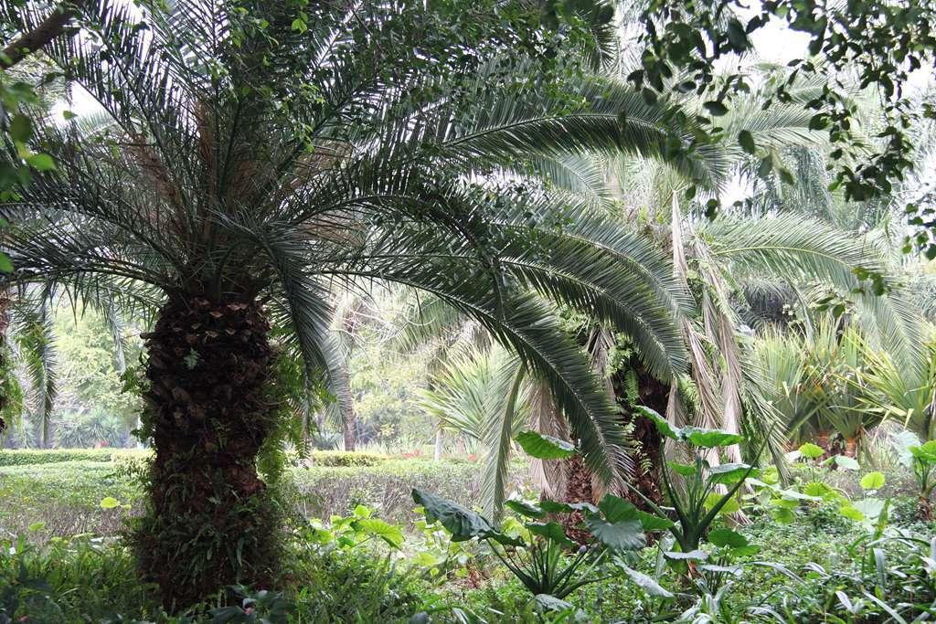 公园绿植种类及其生态重要性概述