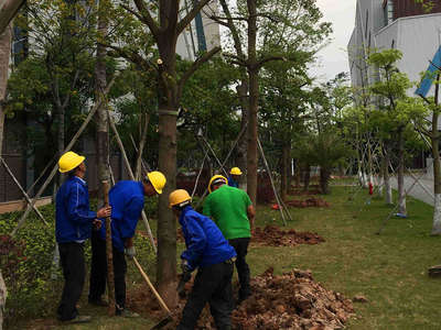 公园绿化种植施工方案详解