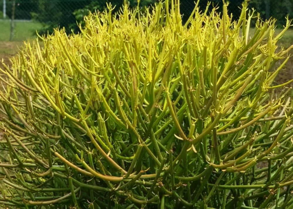 药用绿化植物，连接自然之宝与人类健康的桥梁