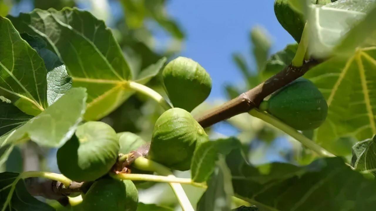 庭院景观树种推荐，打造优美生态居所的秘诀