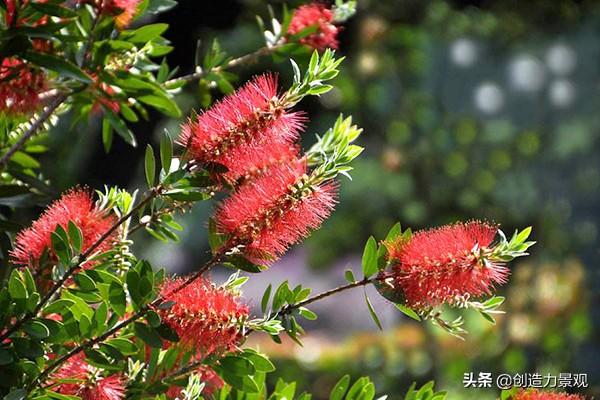 别墅庭院常绿树木精选，打造完美户外生活空间