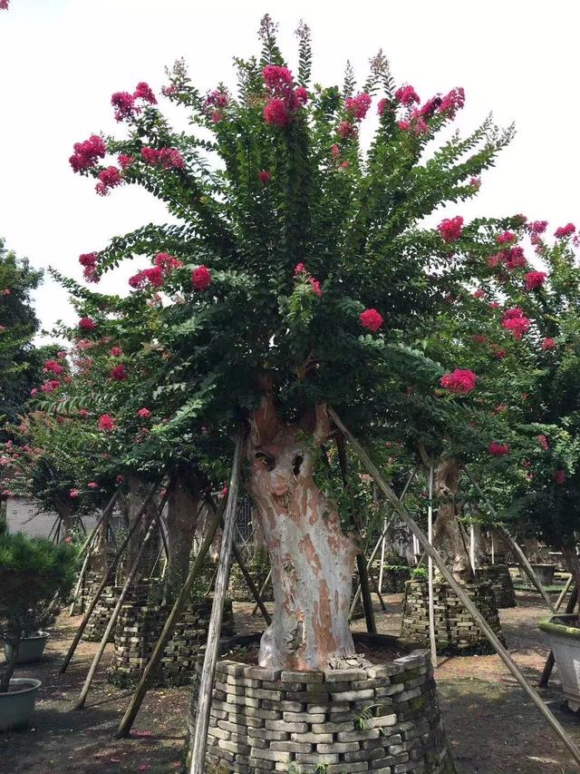 花开馥郁 第2页