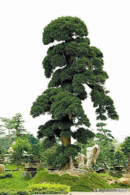 庭院景观树品种精选，塑造优雅户外空间