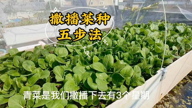 菜种，种植的乐趣与丰收的喜悦