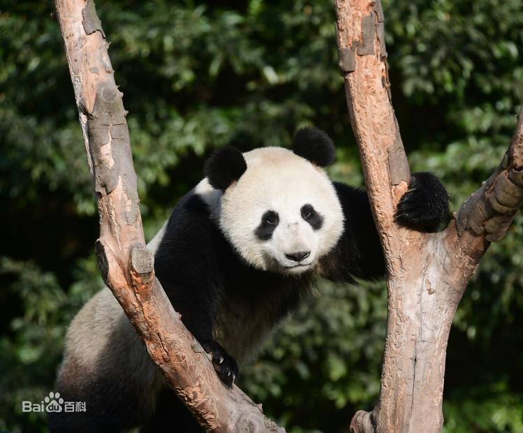 熊猫轮胎宽度选择，深入了解、探索与适应之道