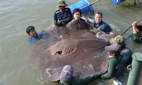 全球生物种类发现数量统计