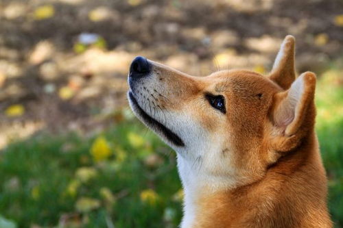 Shib柴犬币今日行情分析及市场走势与投资者心态探讨