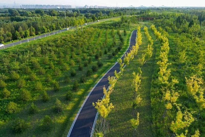 泰来县苗圃新项目，绿色生态建设先锋实践