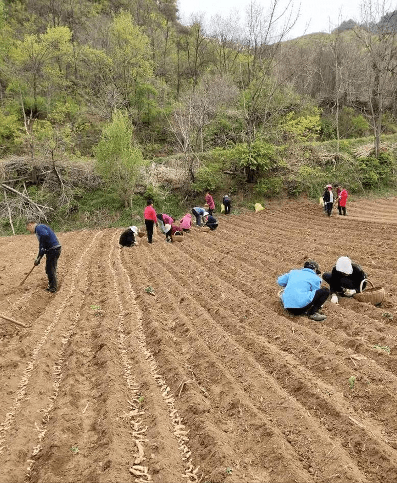 达尔罕茂明安联合旗农业农村局项目最新进展报告概况